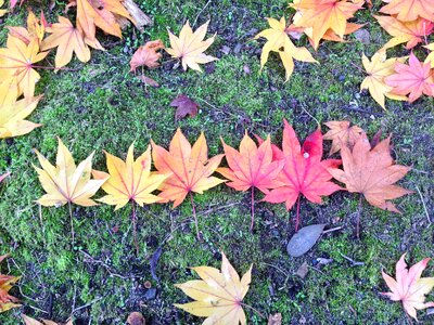 Fall leaves
