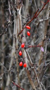 Hawthorn bush hedge
