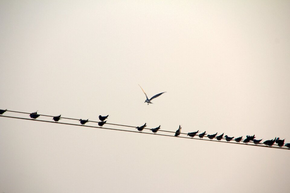 Line birds power line
