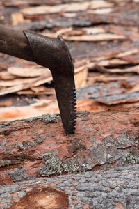 Lumber trunk lumberjack