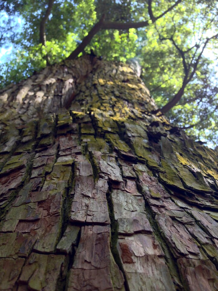 Growth wood