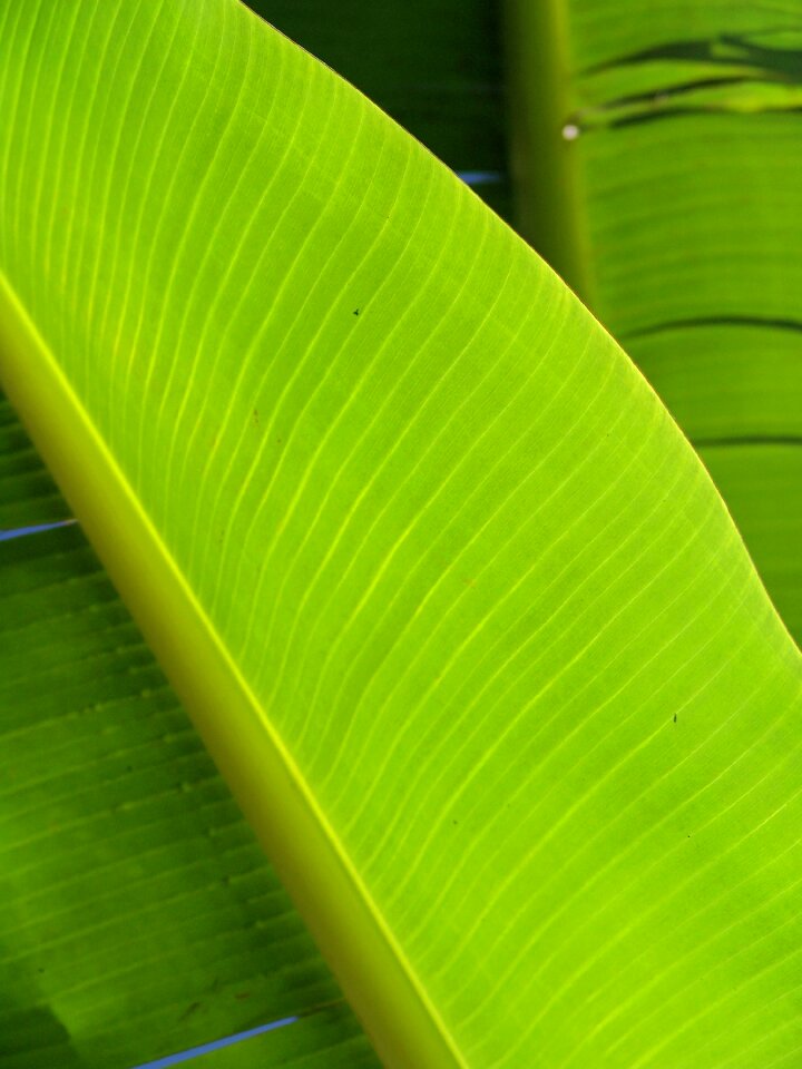 Exotic palm tree palm fronds