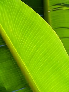 Exotic palm tree palm fronds photo