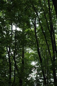 Nature leaves tribe