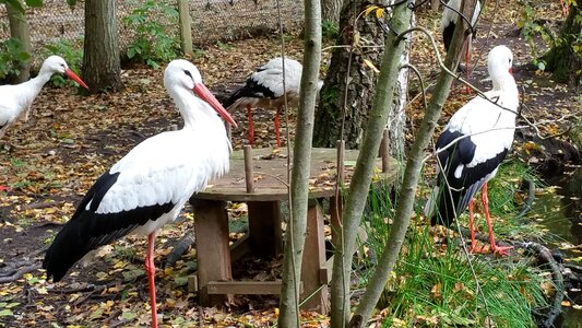 Storks animals nature