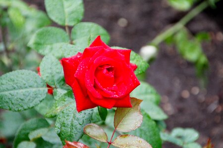 Strauss congratulations bouquet of roses