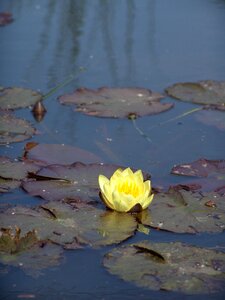 Pond lake rose biotope