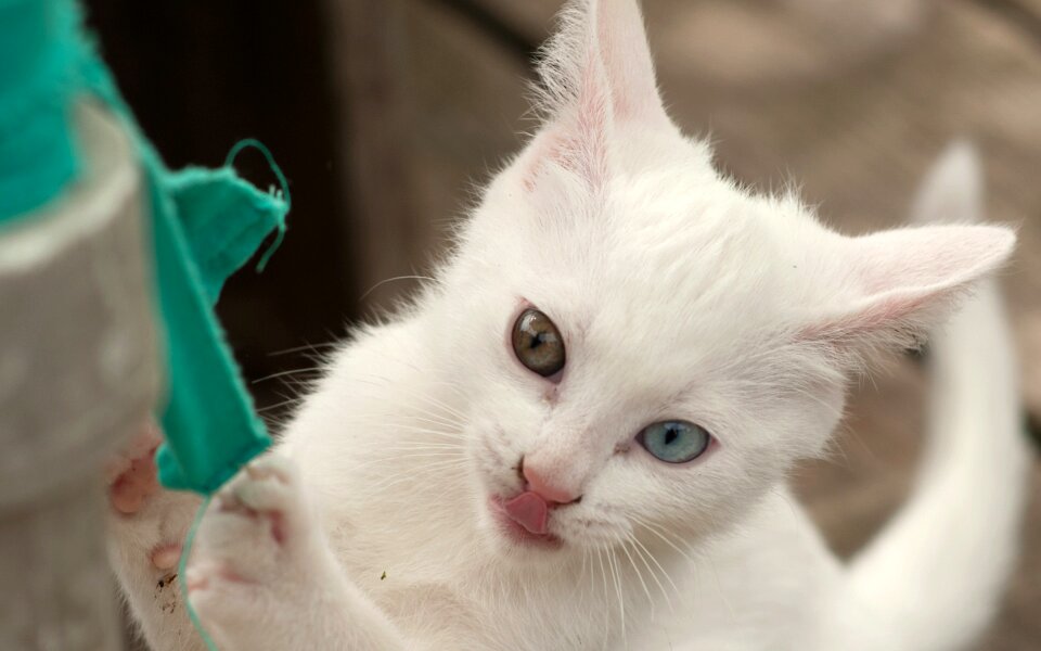 Heavy cat white cat