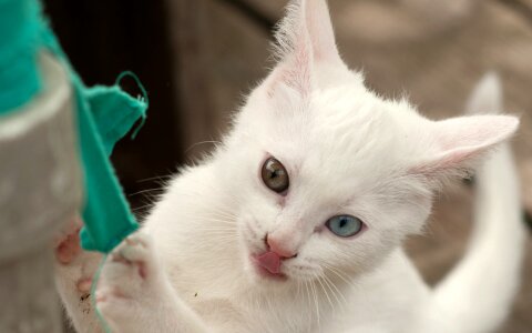 Heavy cat white cat