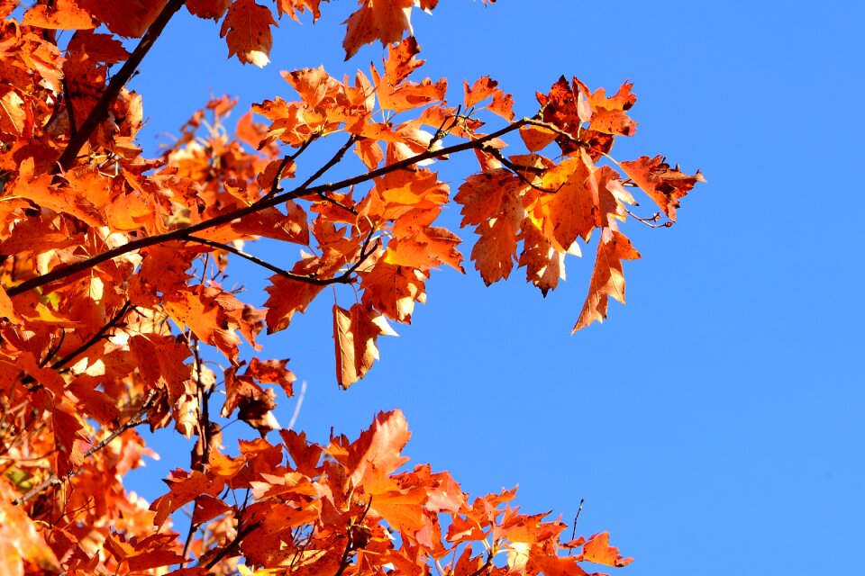 Fall foliage leaves fall color