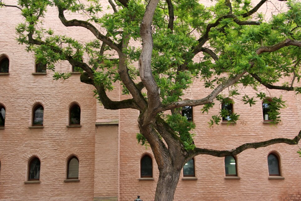 Branches urban aesthetic