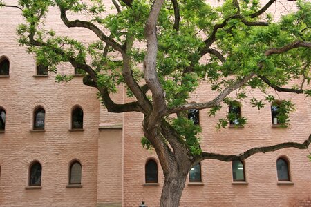 Branches urban aesthetic