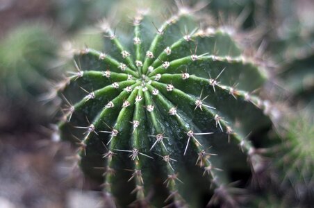 Nature desert plant photo