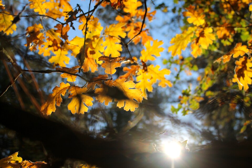 Oak tree yellow color