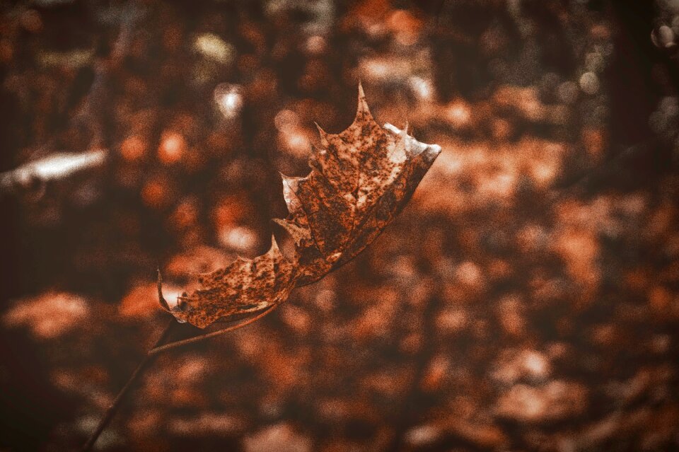 Decay fall leaves background leaves