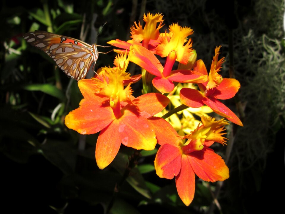 Orange hawaii tropical