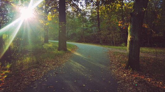 Tree greenery forest