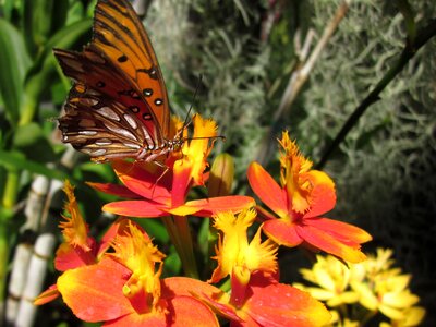 Orange hawaii tropical