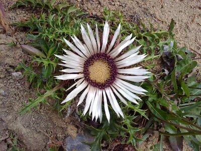 Flower silver thistle plant