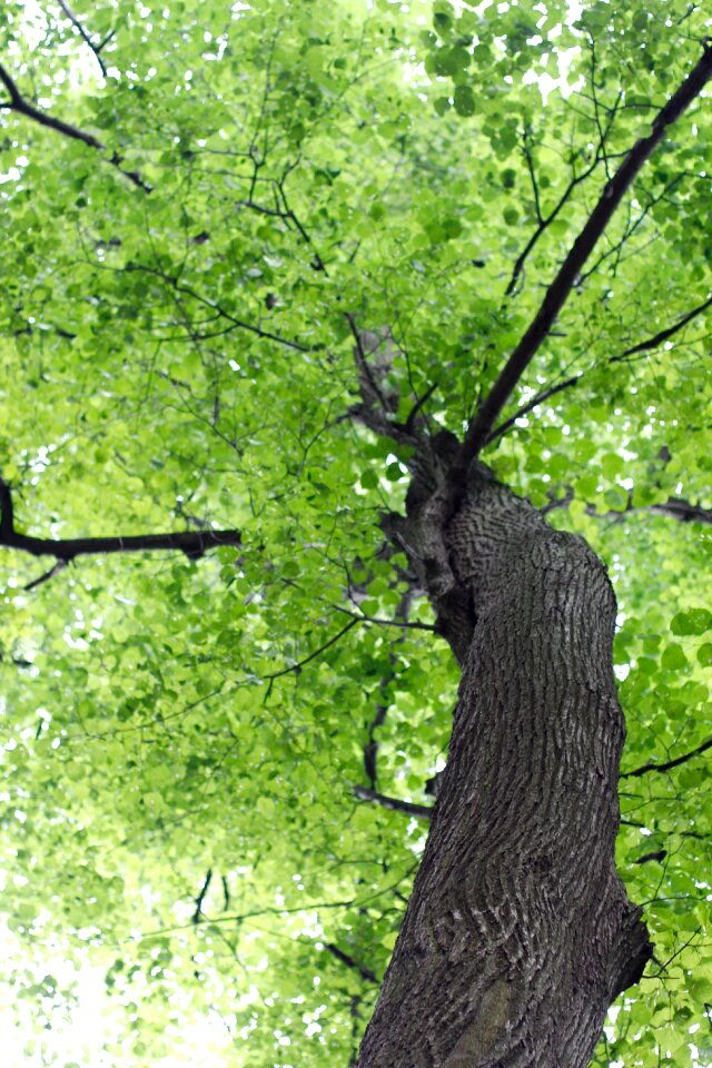 Nature leaves tribe