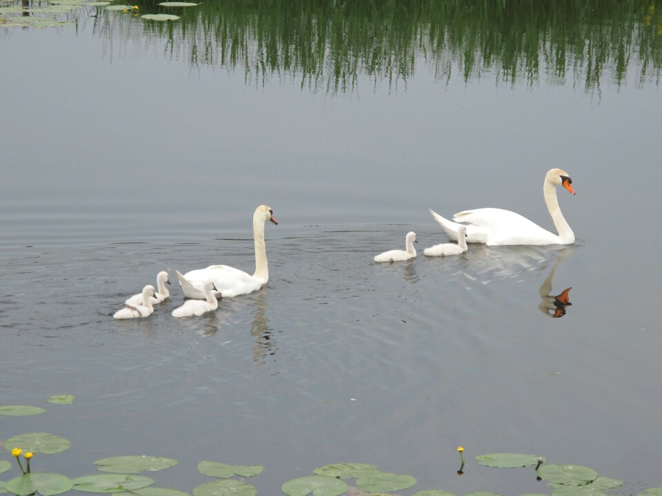Birds gracefully waterfowl