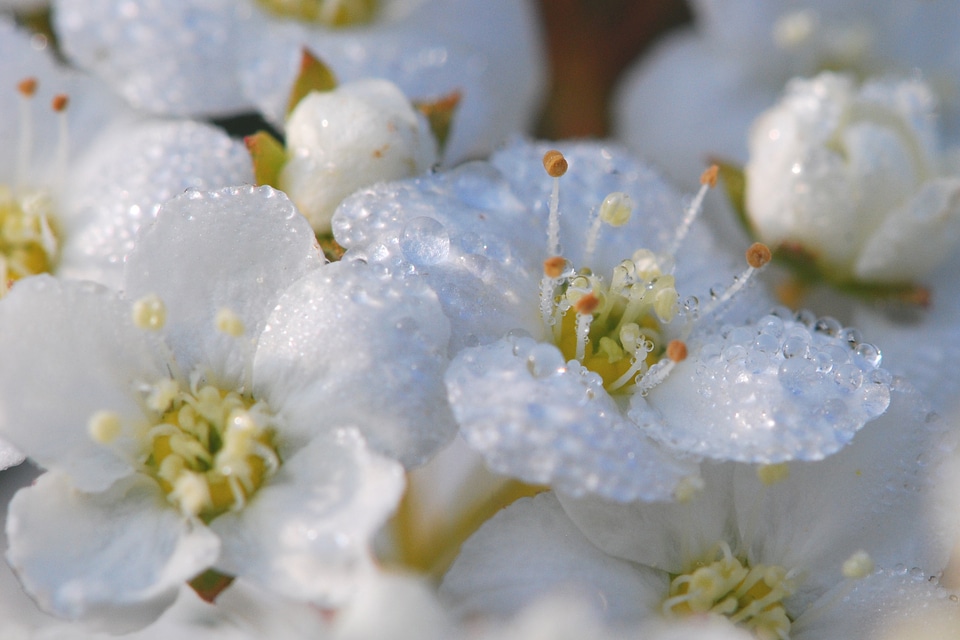 Macro schlehe spring