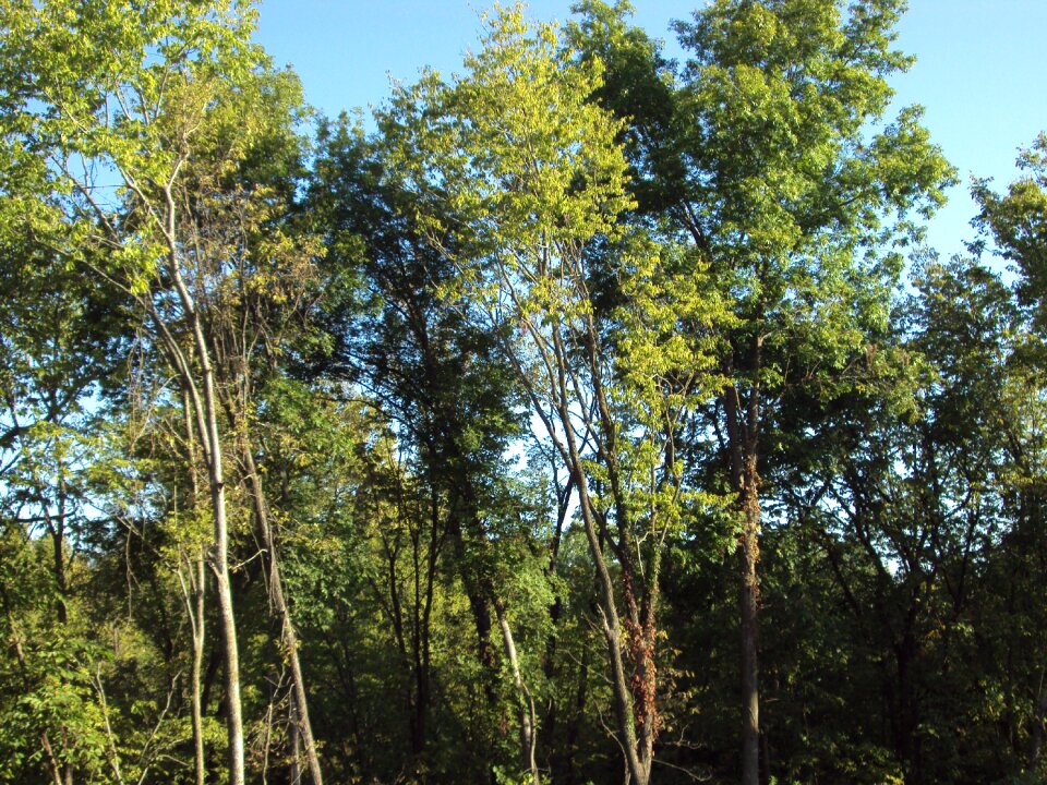 Nature outdoor foliage