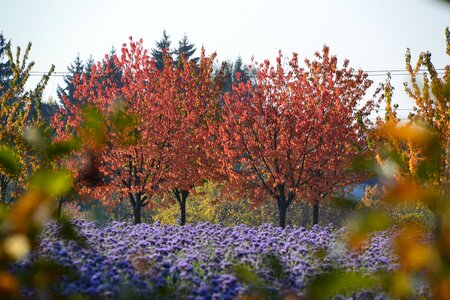 Nature fall leaves fall background photo