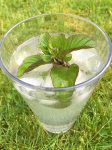 Mint lime alcohol photo