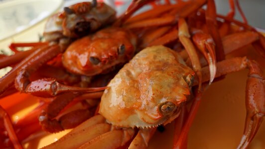 Crab snow crab chionoecetes opilio Free photos
