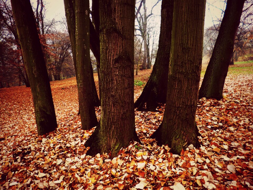 Leaves foliage nature