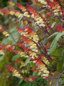 Blossom bloom plant