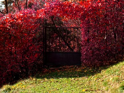 Flower plants red