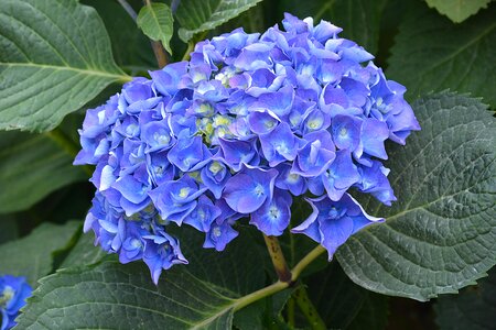 Blue nature flora