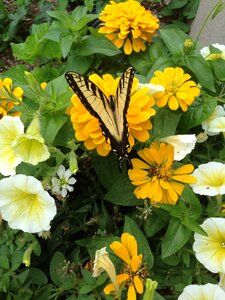 Flower summer insects photo