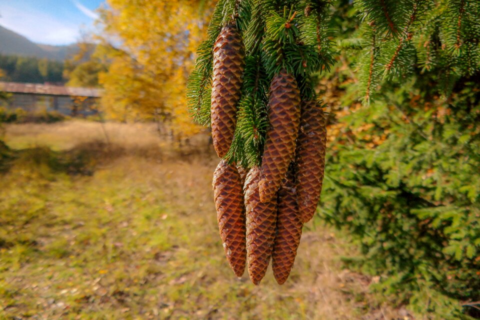 Tree needles lush