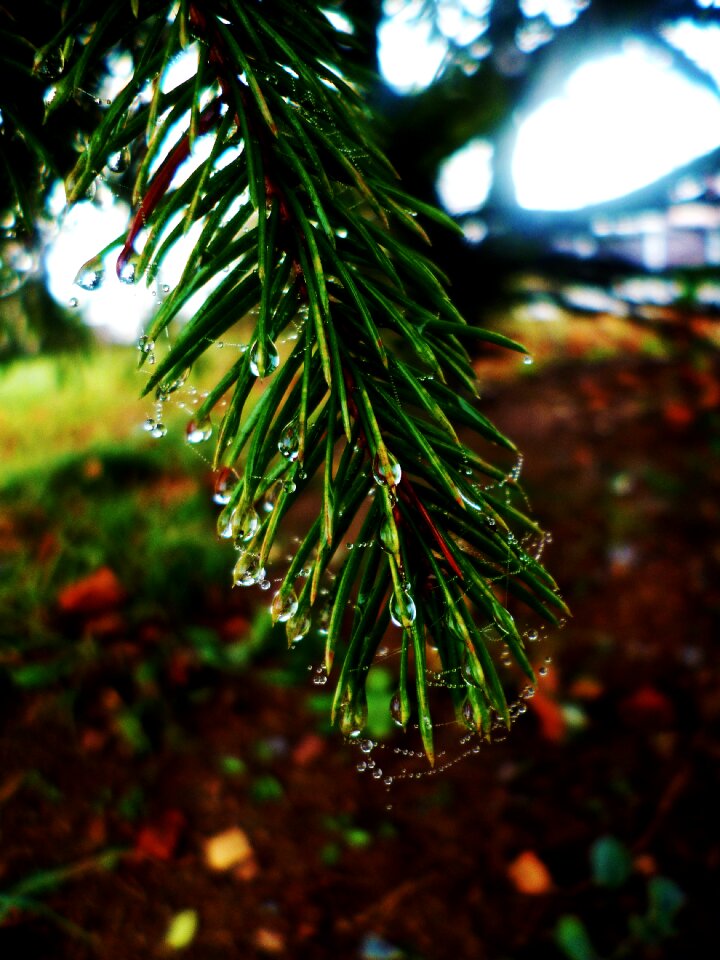 Twig water-drop dew