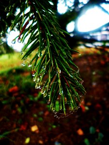 Twig water-drop dew photo