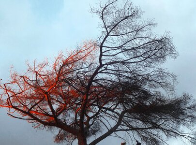 Color sky fall