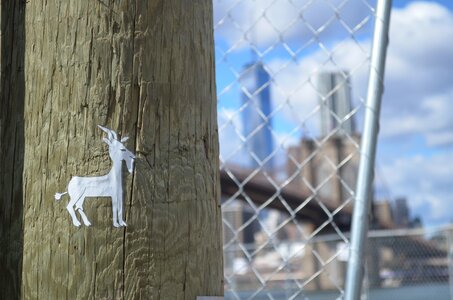 New york nyc goat