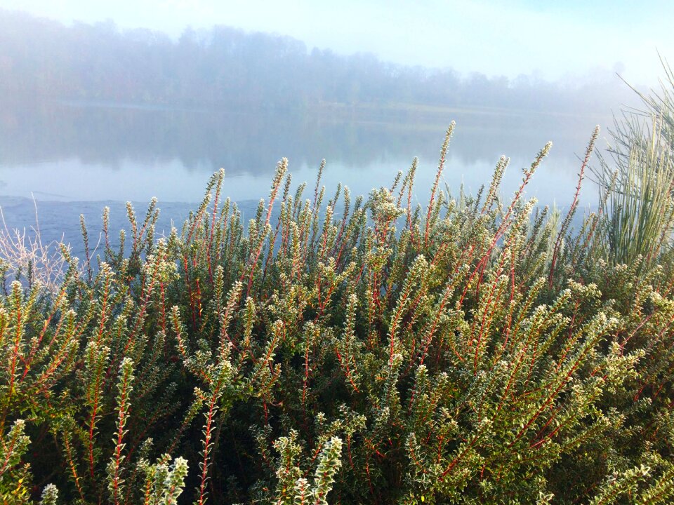 Misty morning water