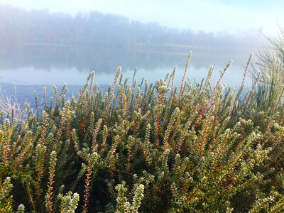 Misty morning water