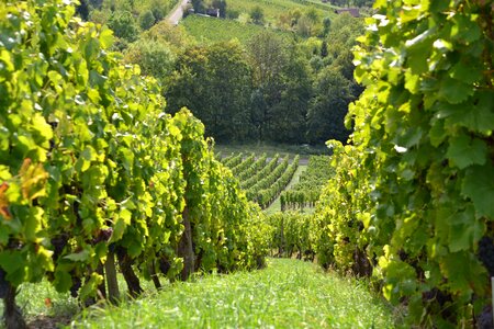 Nature wine vineyard
