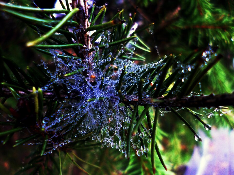 Web water-drop raindrop