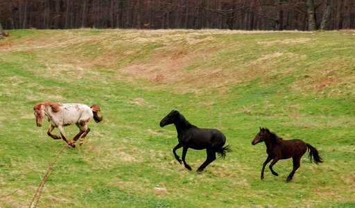 Animal nature outdoor