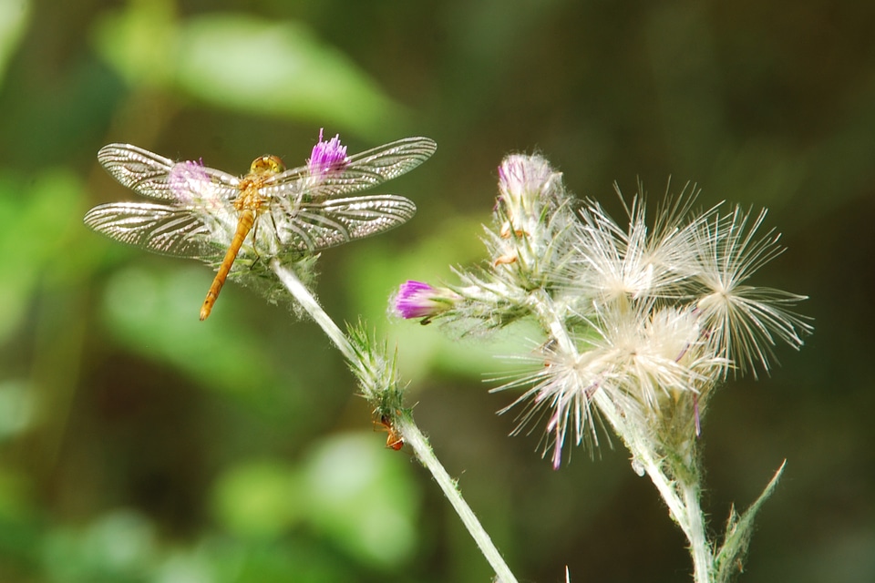 Insect thistle nature
