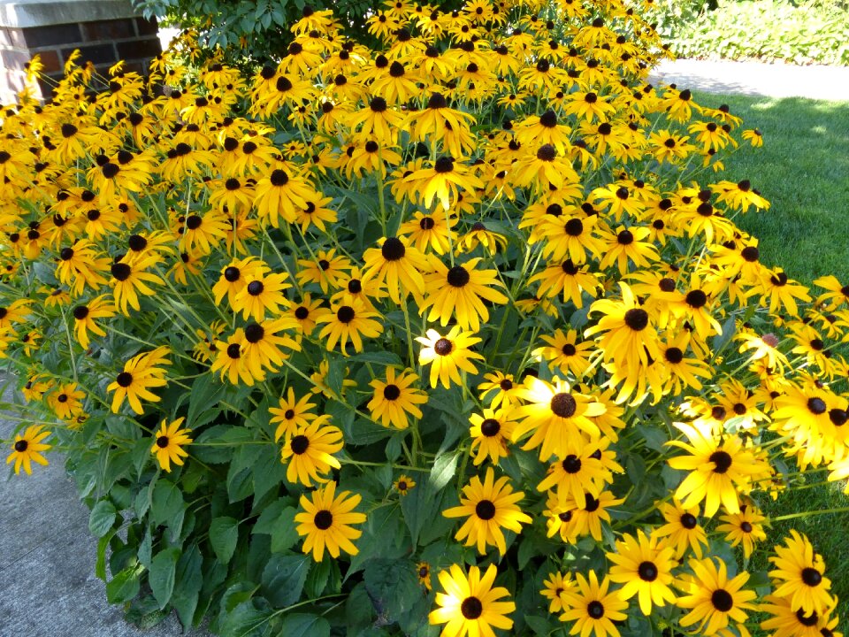 Petals bloom yellow