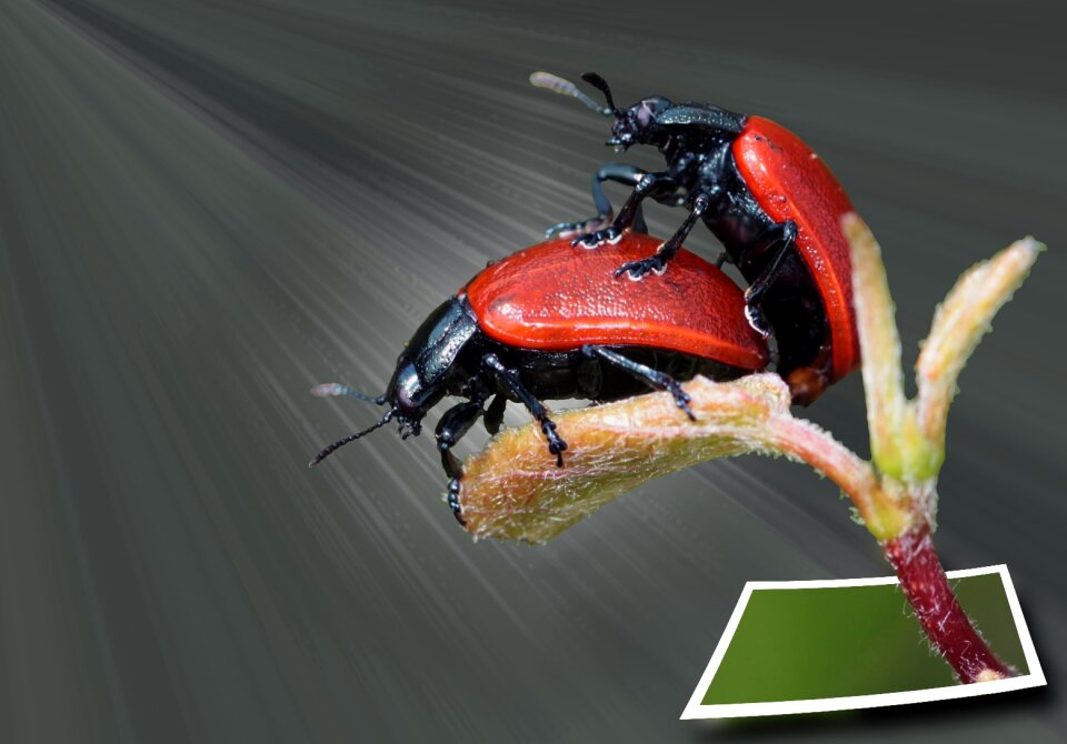 Insect close up nature