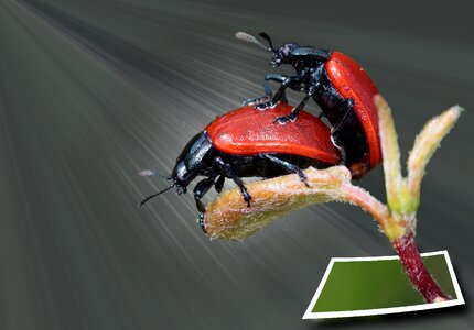 Insect close up nature
