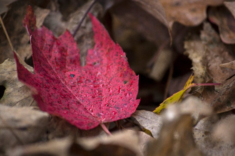 Ground fallen autumn